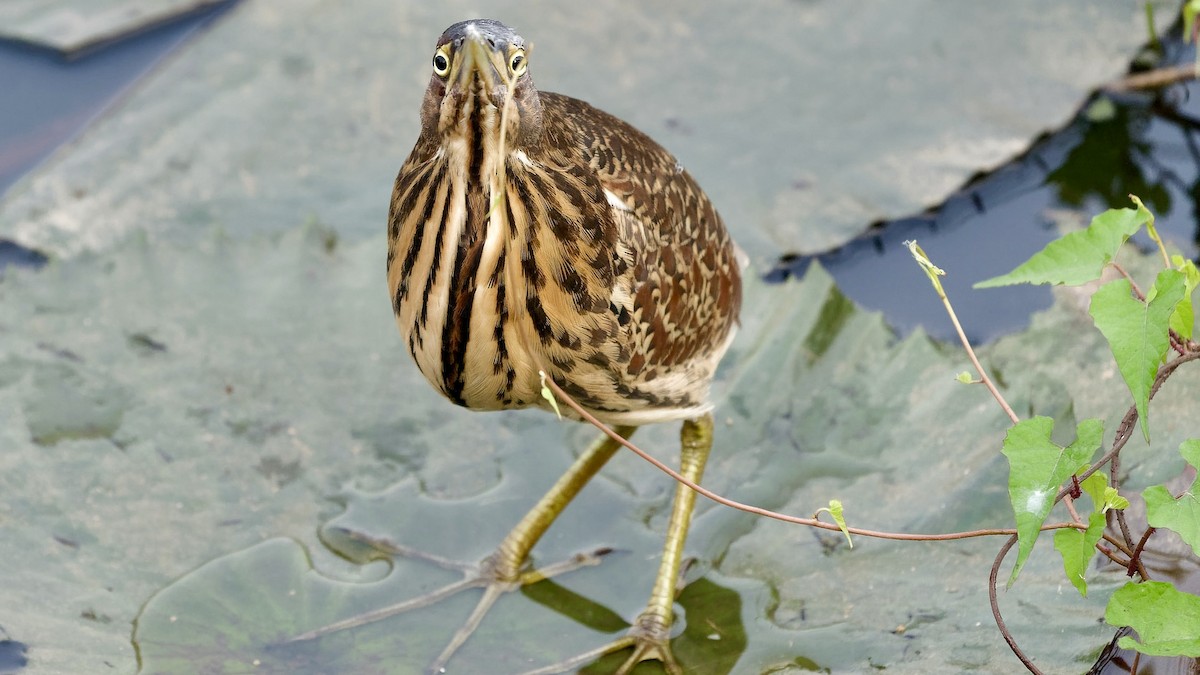 Cinnamon Bittern - ML647075174