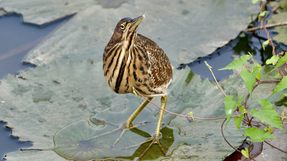 Cinnamon Bittern - ML647075175