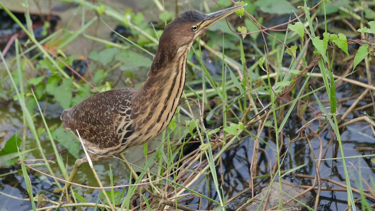 Cinnamon Bittern - ML647075176