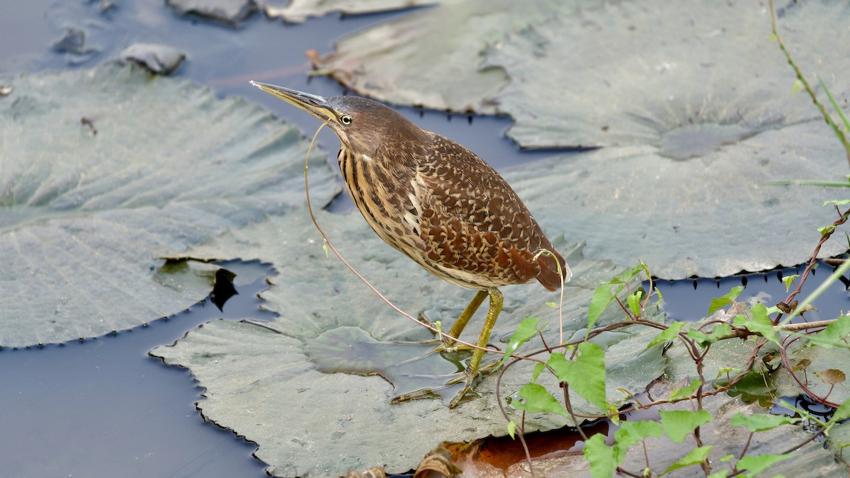 Cinnamon Bittern - ML647075177