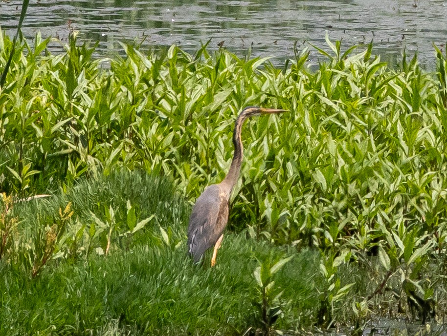 Purple Heron (Purple) - ML647075184