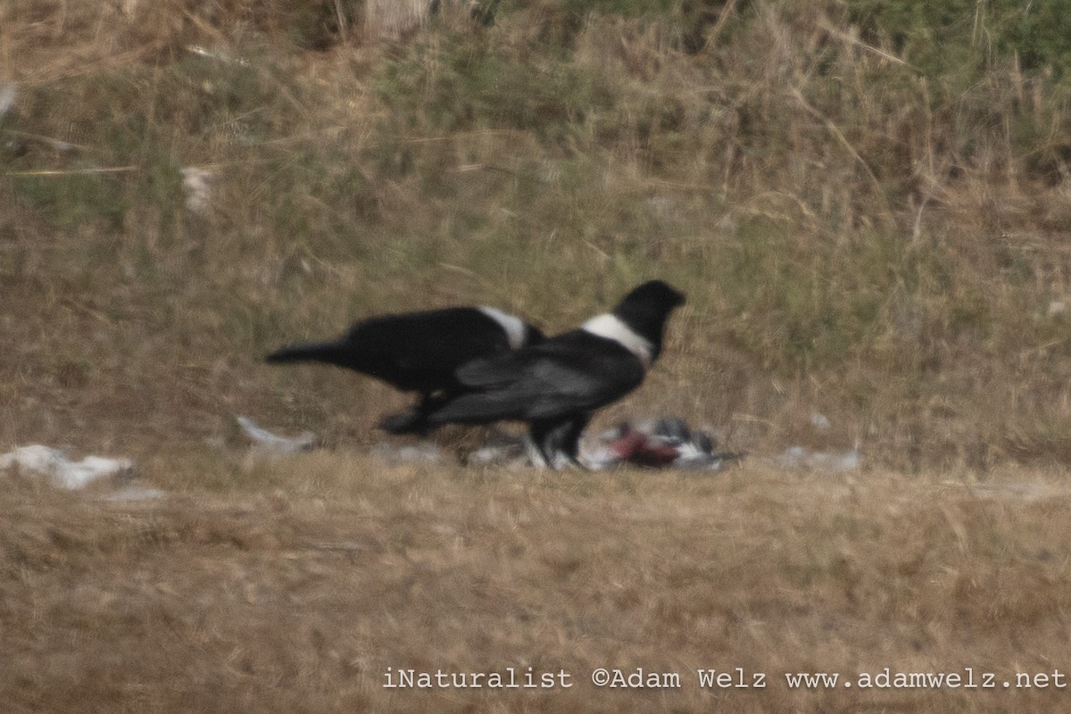 Pied Crow - ML647075199