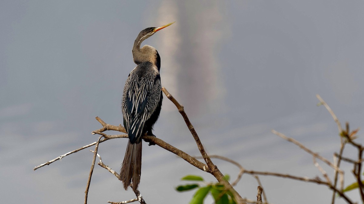 Doğu Yılanboyunu - ML647075201