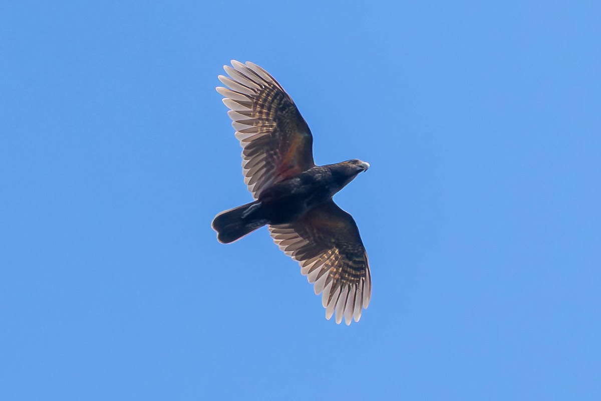 New Zealand Kaka - ML647075202