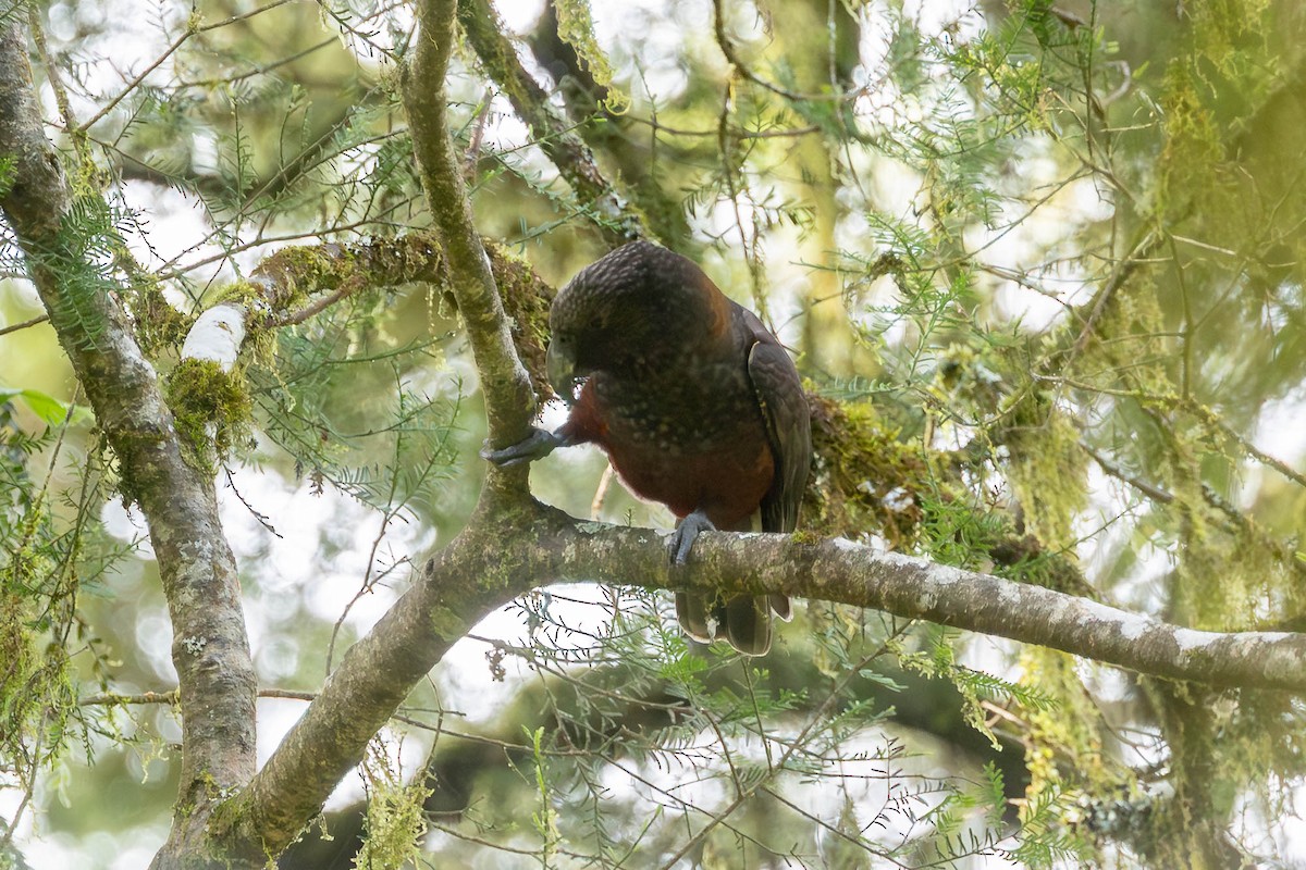 New Zealand Kaka - ML647075203