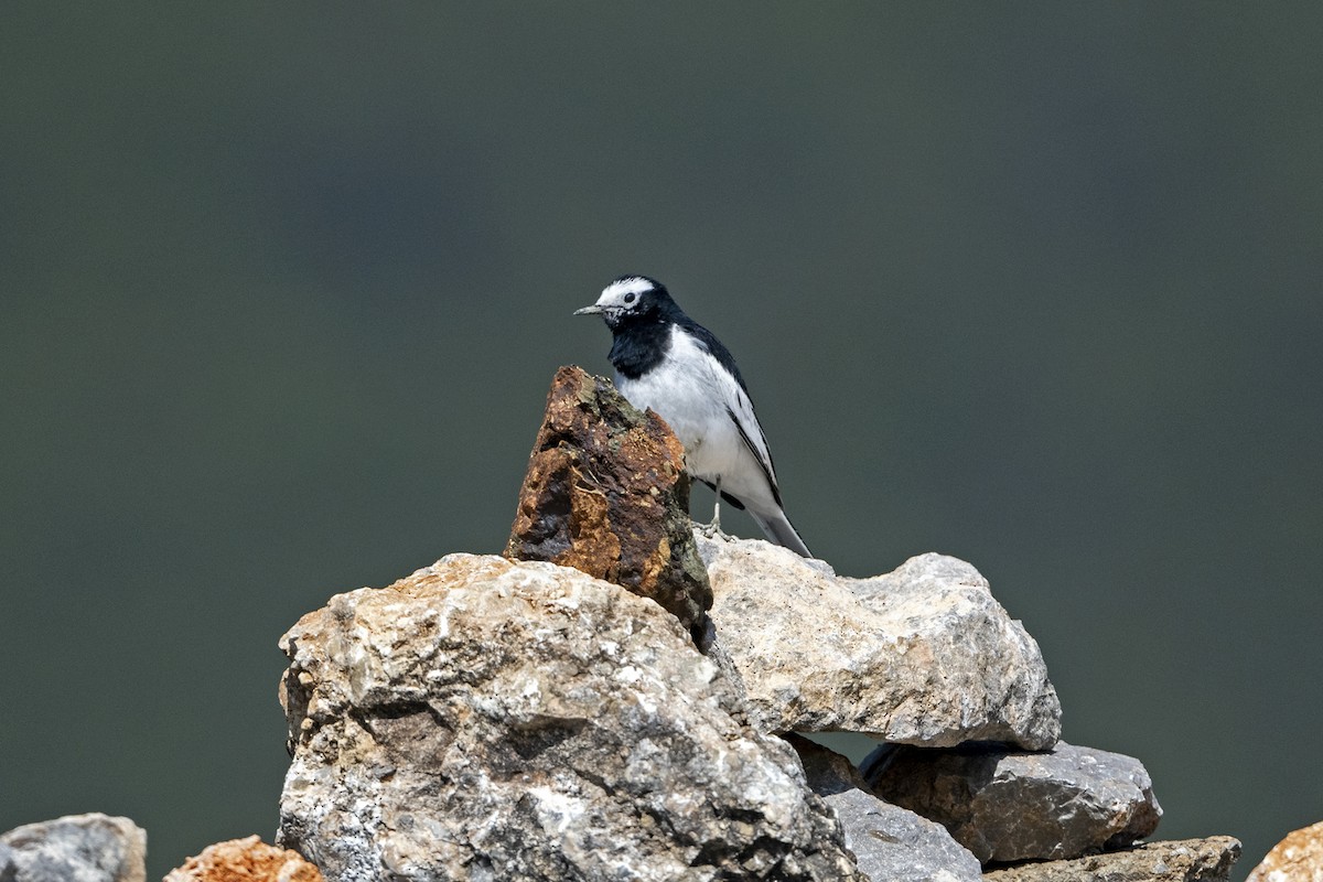 White Wagtail (Hodgson's) - ML647075204