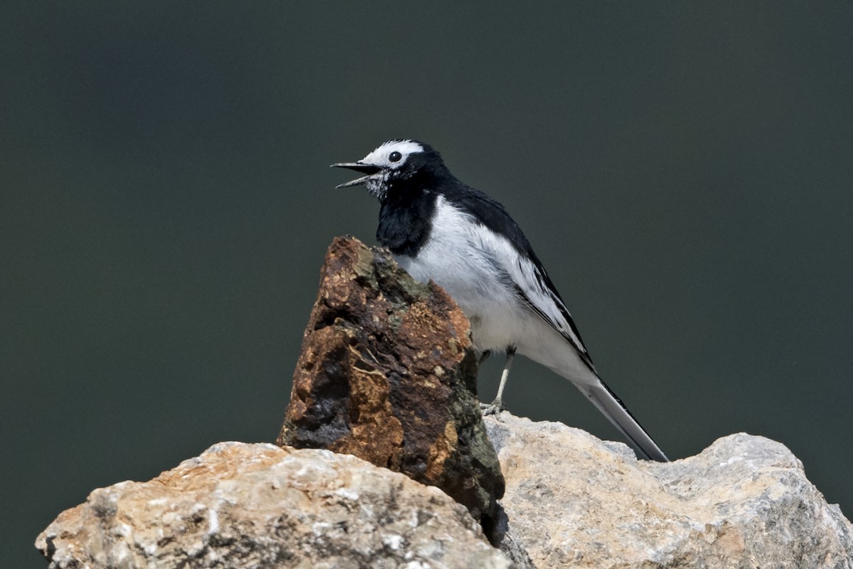 White Wagtail (Hodgson's) - ML647075206
