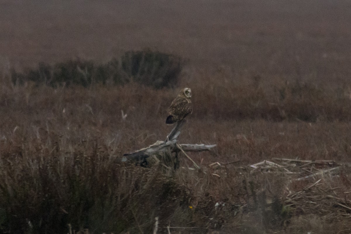 Short-eared Owl - ML647075207