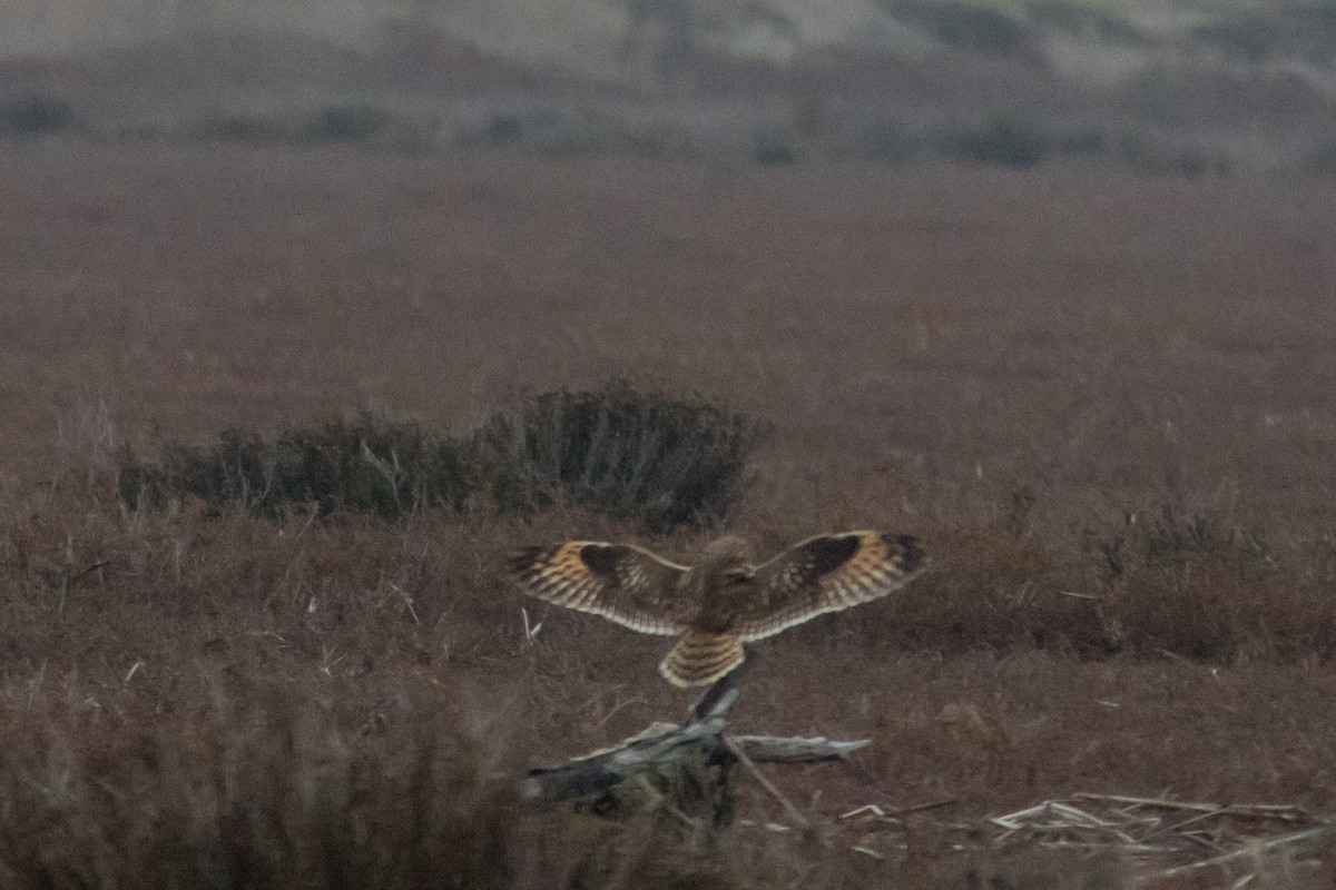 Short-eared Owl - ML647075208