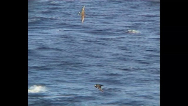 White-chinned Petrel - ML647075219