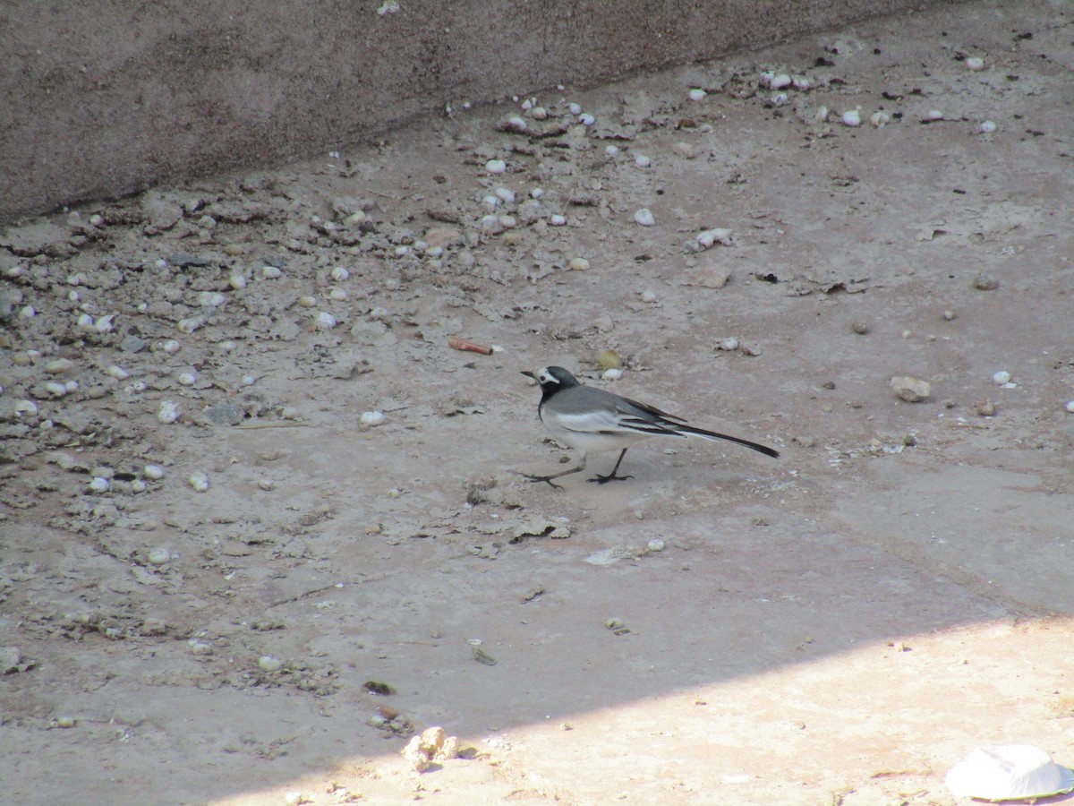 White Wagtail - ML647075240