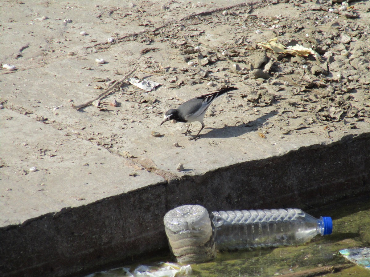 White Wagtail - ML647075241