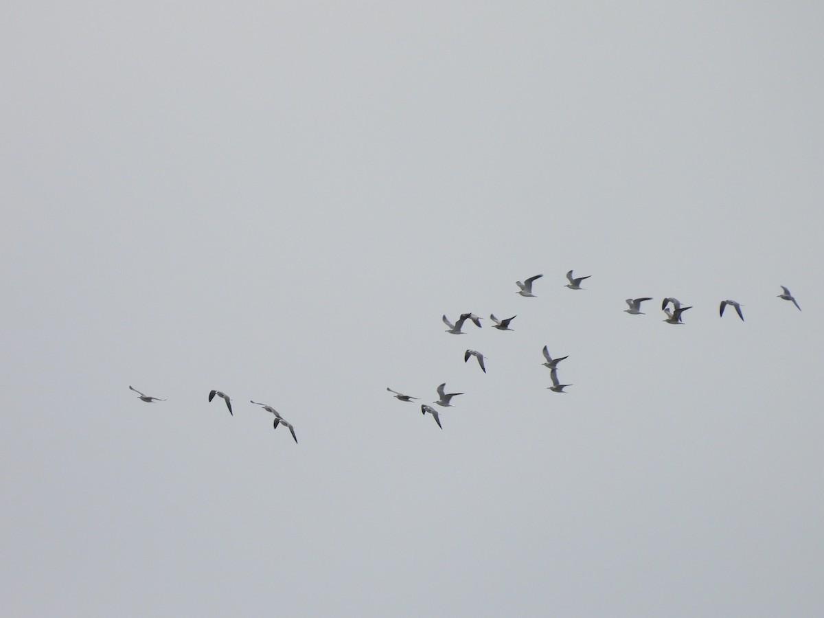 Möwe, unbestimmt - ML647075243