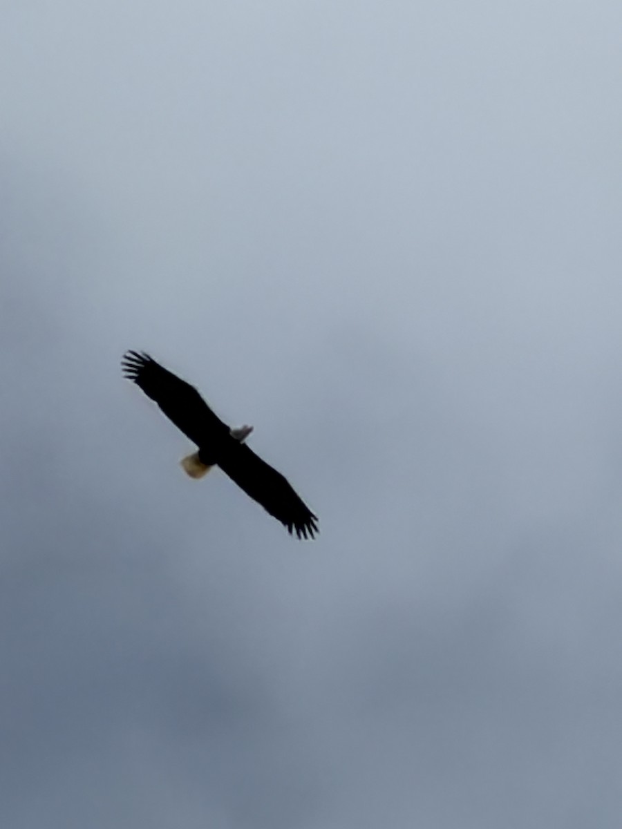 Bald Eagle - ML647075244