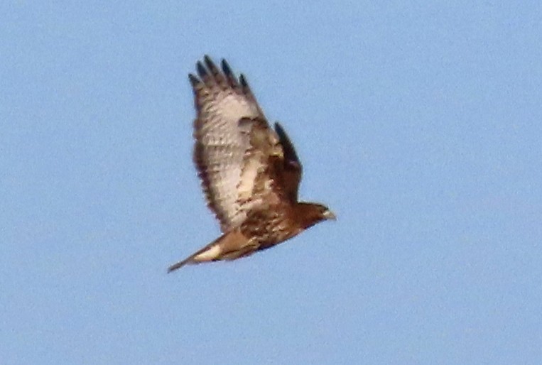 Red-tailed Hawk - ML647075246