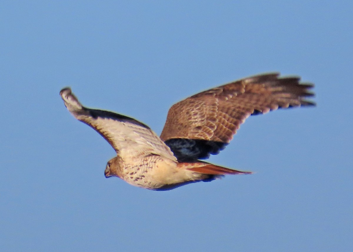 Red-tailed Hawk - ML647075247