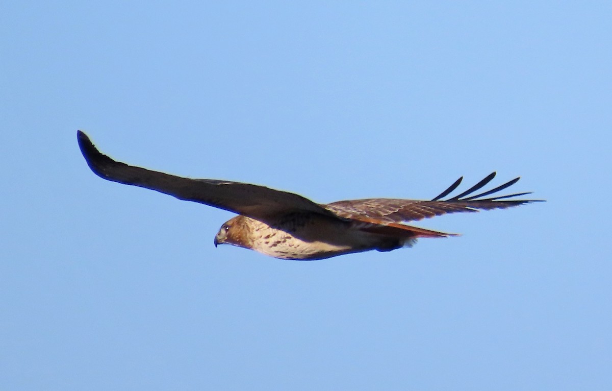 Red-tailed Hawk - ML647075248