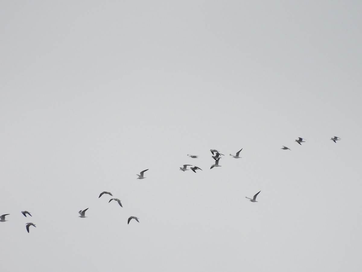 Möwe, unbestimmt - ML647075249