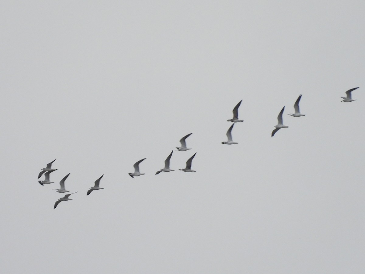 Möwe, unbestimmt - ML647075253