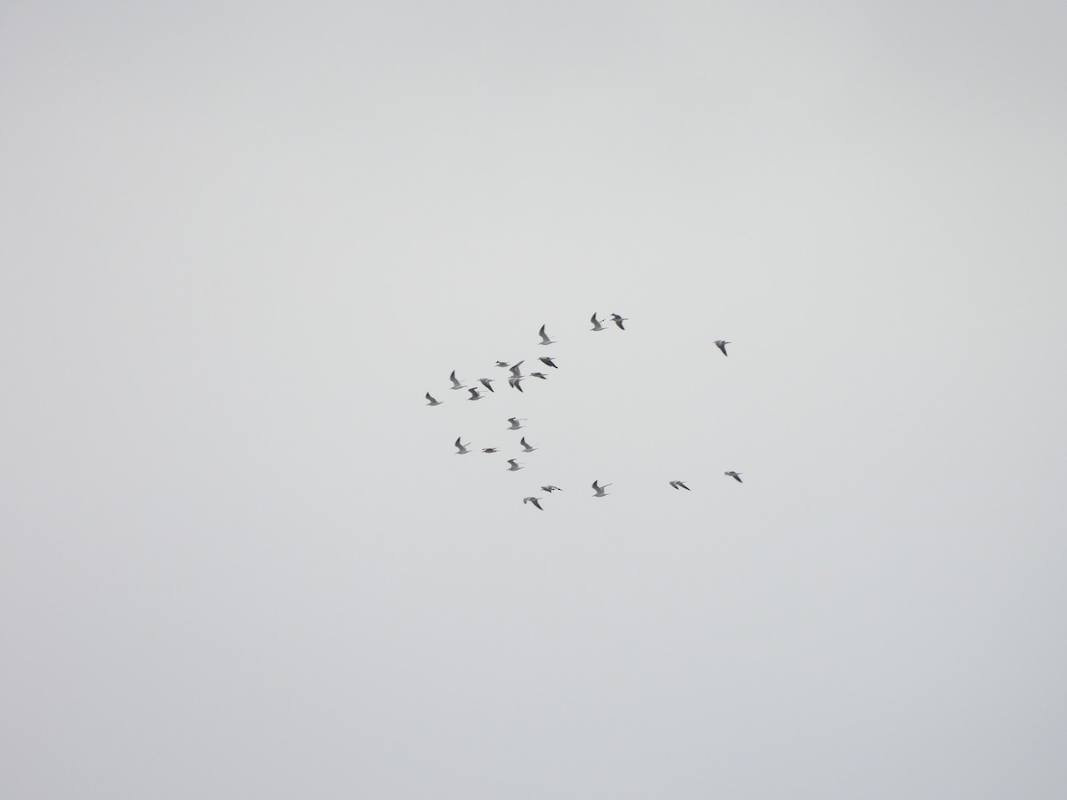 Möwe, unbestimmt - ML647075254