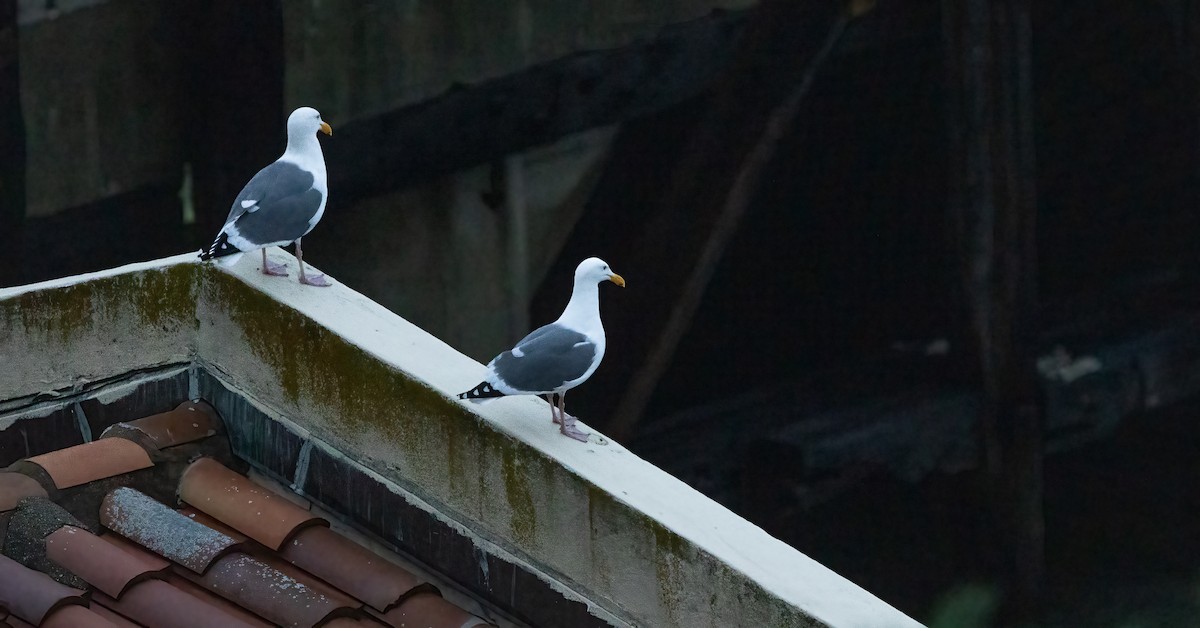 racek západní - ML647075256