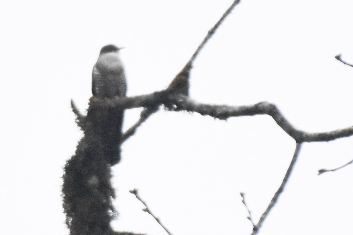 orientgjøk - ML647075257