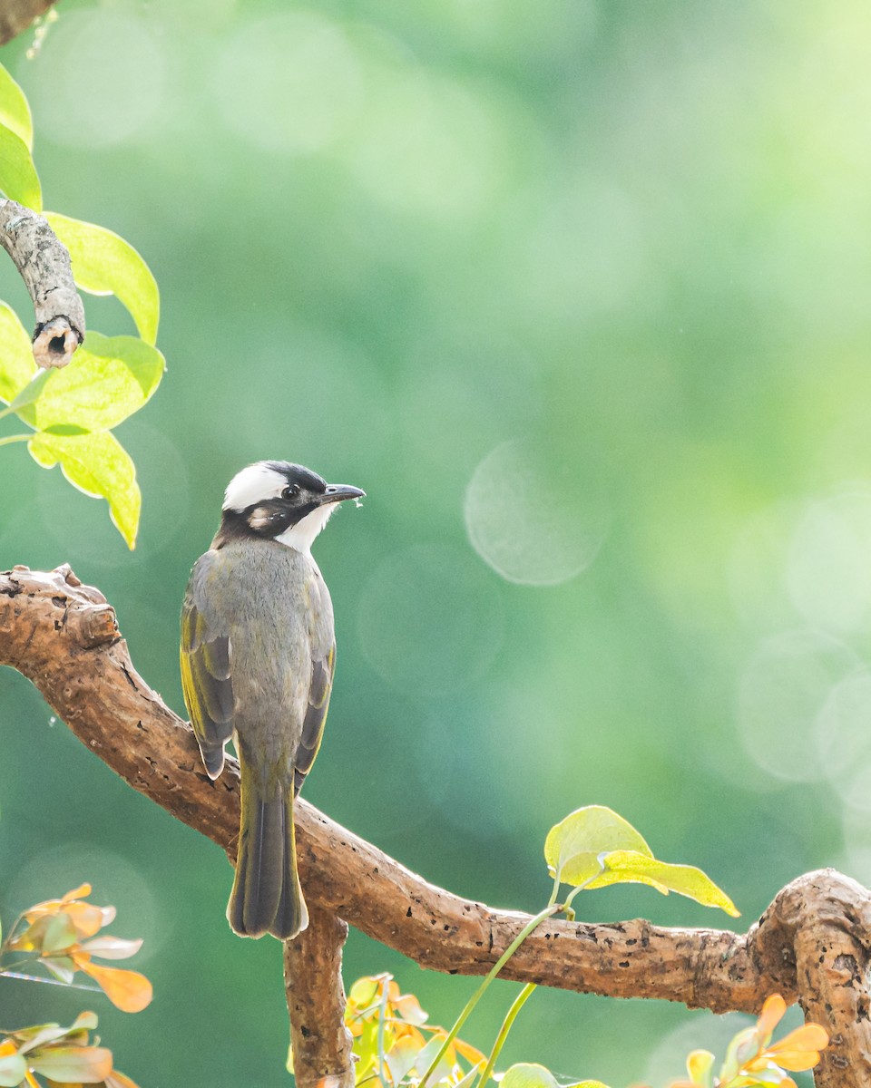 Китайский бюльбюль - ML647075263