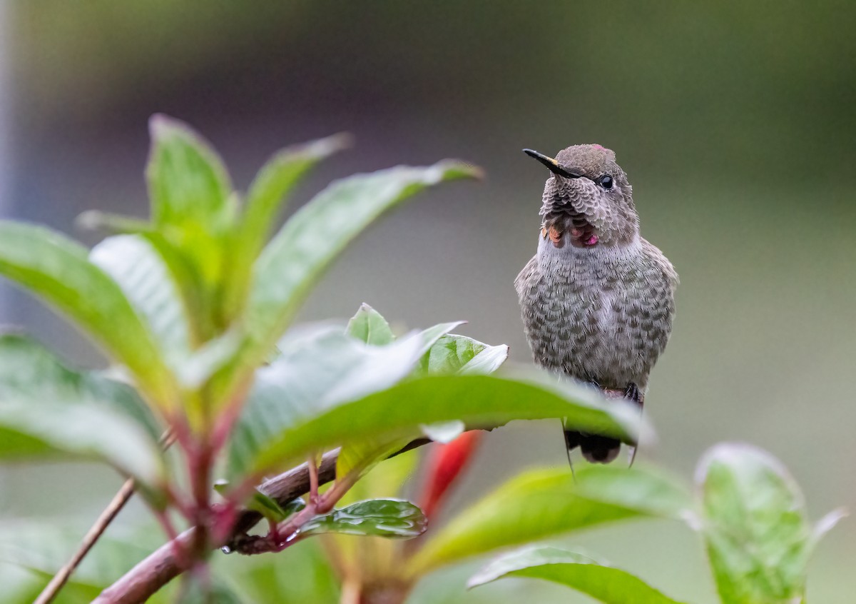 Anna's Hummingbird - ML647075270