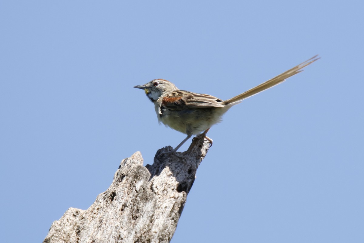 Chotoy Spinetail - ML647075278