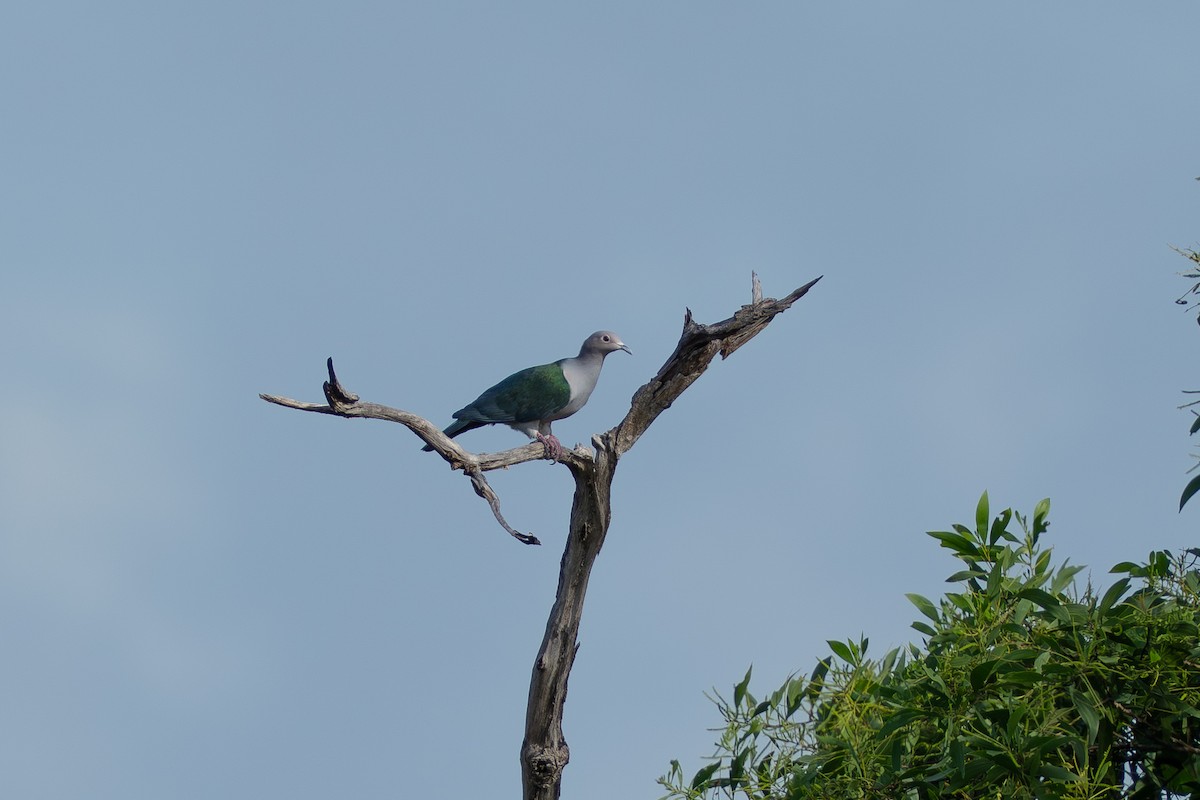 Yeşil Has Güvercin - ML647075286