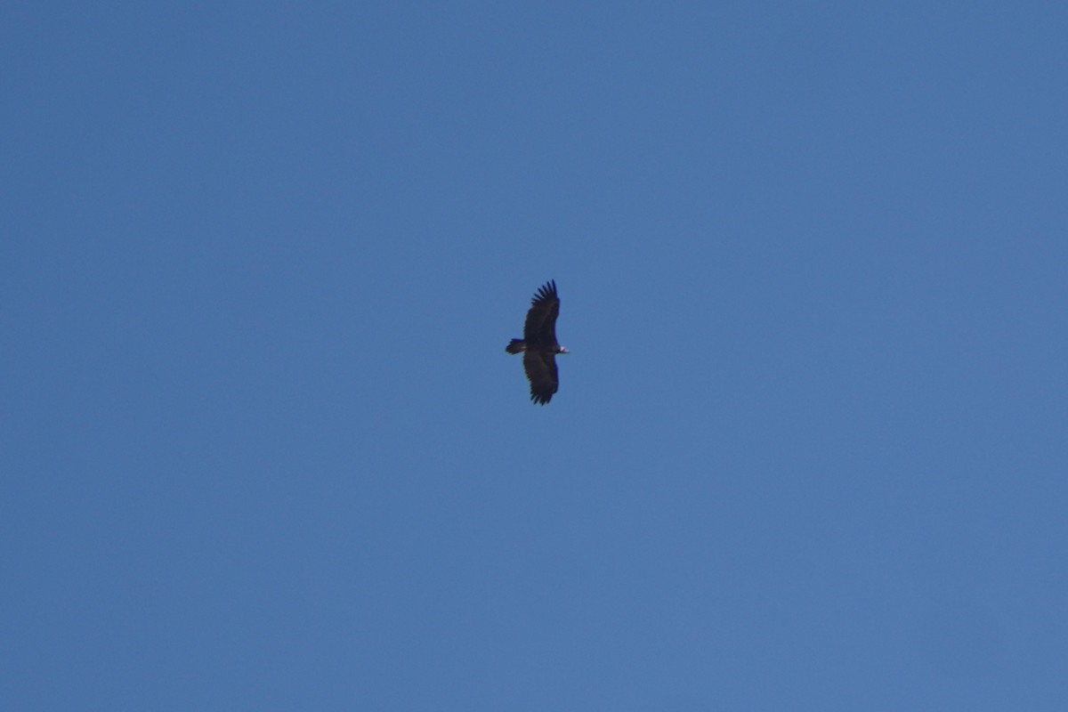 Buitre Negro - ML647075290