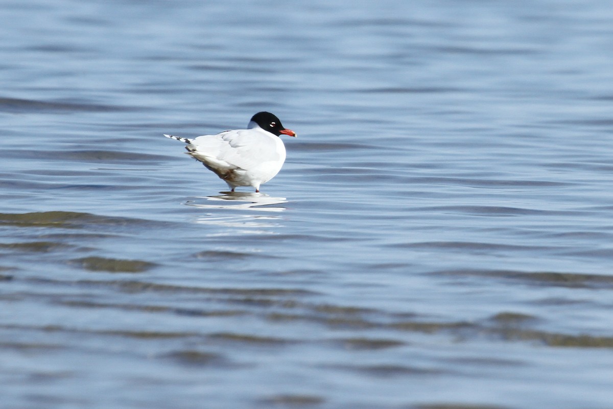 Mediterranean Gull - ML647075292