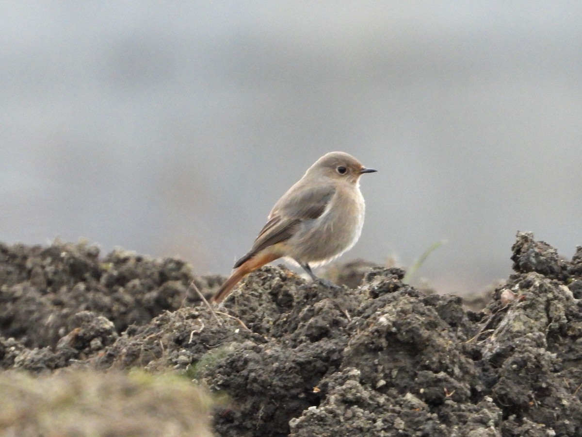 赭紅尾鴝 - ML647075294