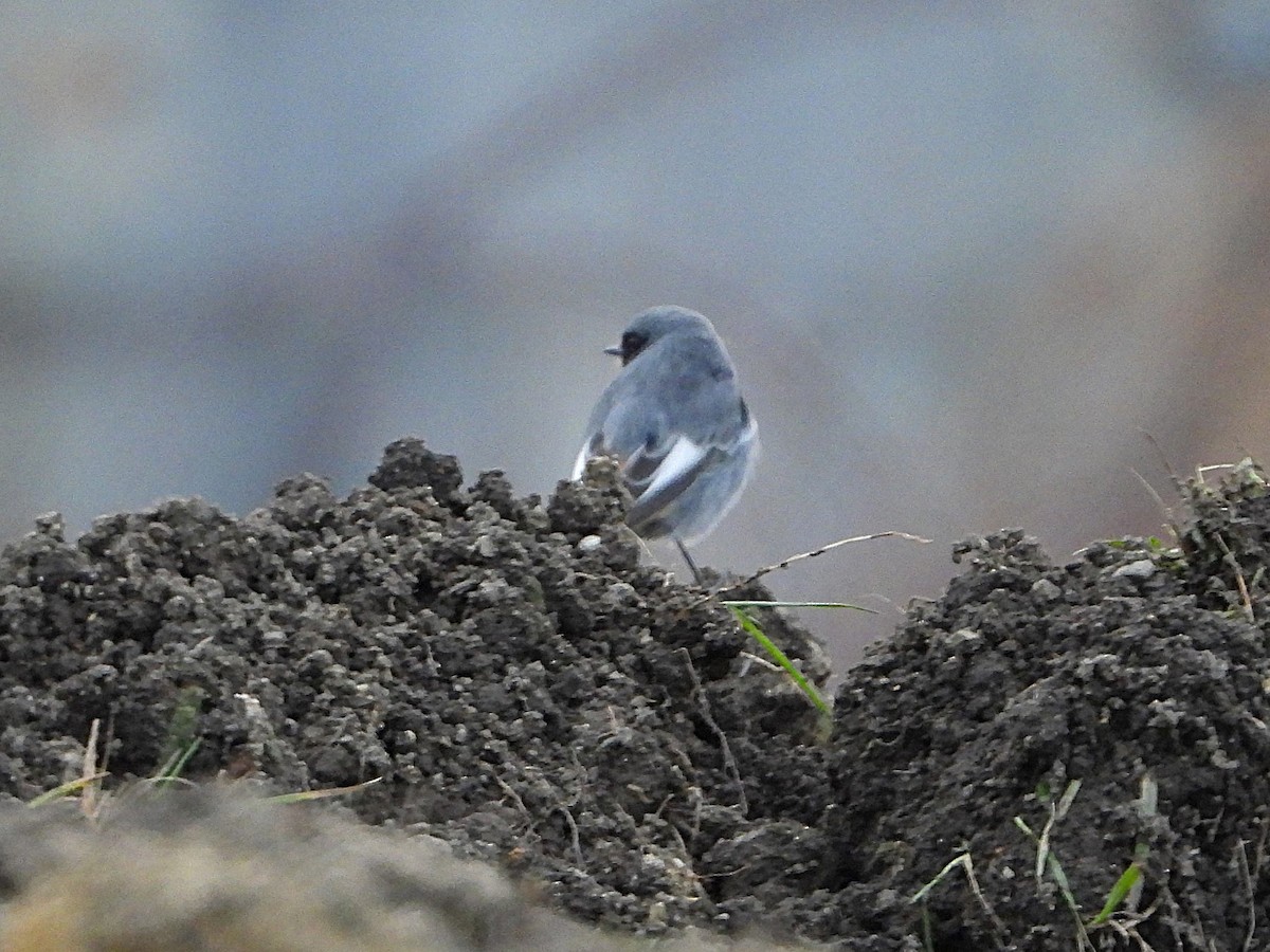 赭紅尾鴝 - ML647075303