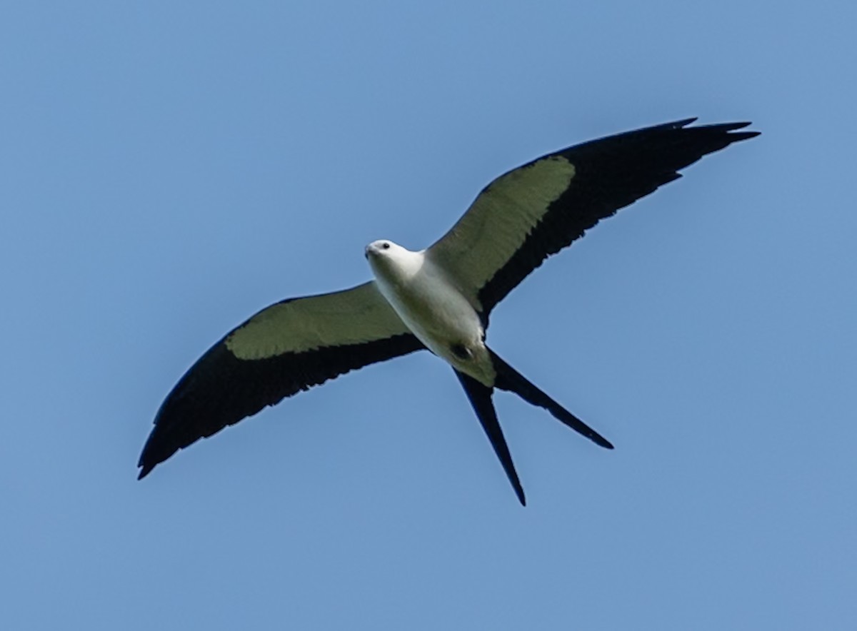 Swallow-tailed Kite - ML647075304