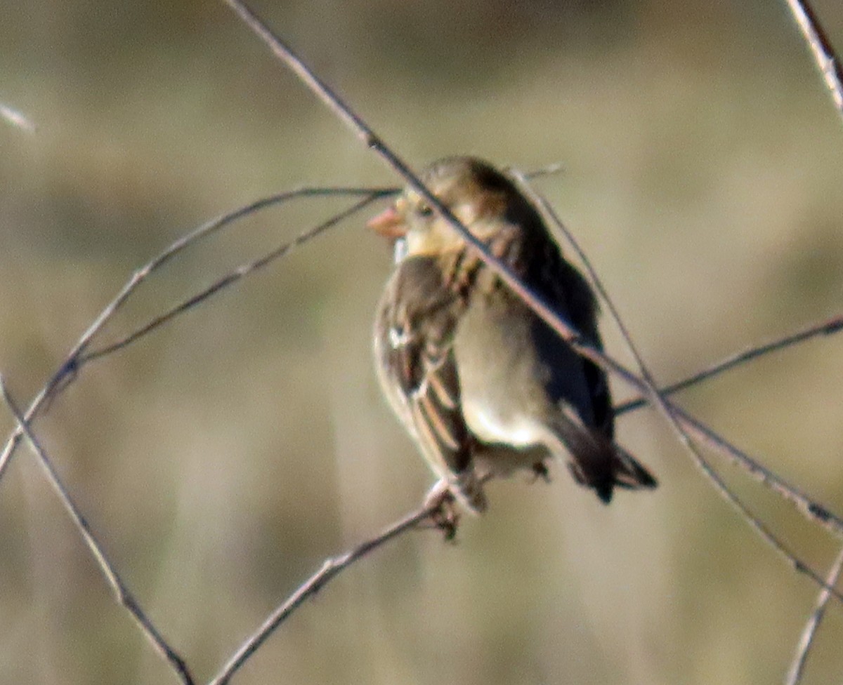 Harris's Sparrow - ML647075311