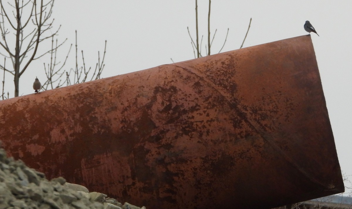 赭紅尾鴝 - ML647075312