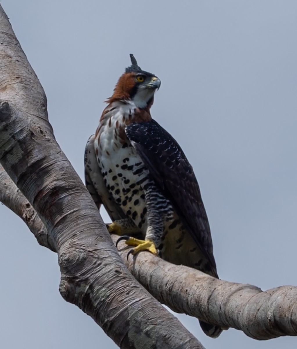 Ornate Hawk-Eagle - ML647075316