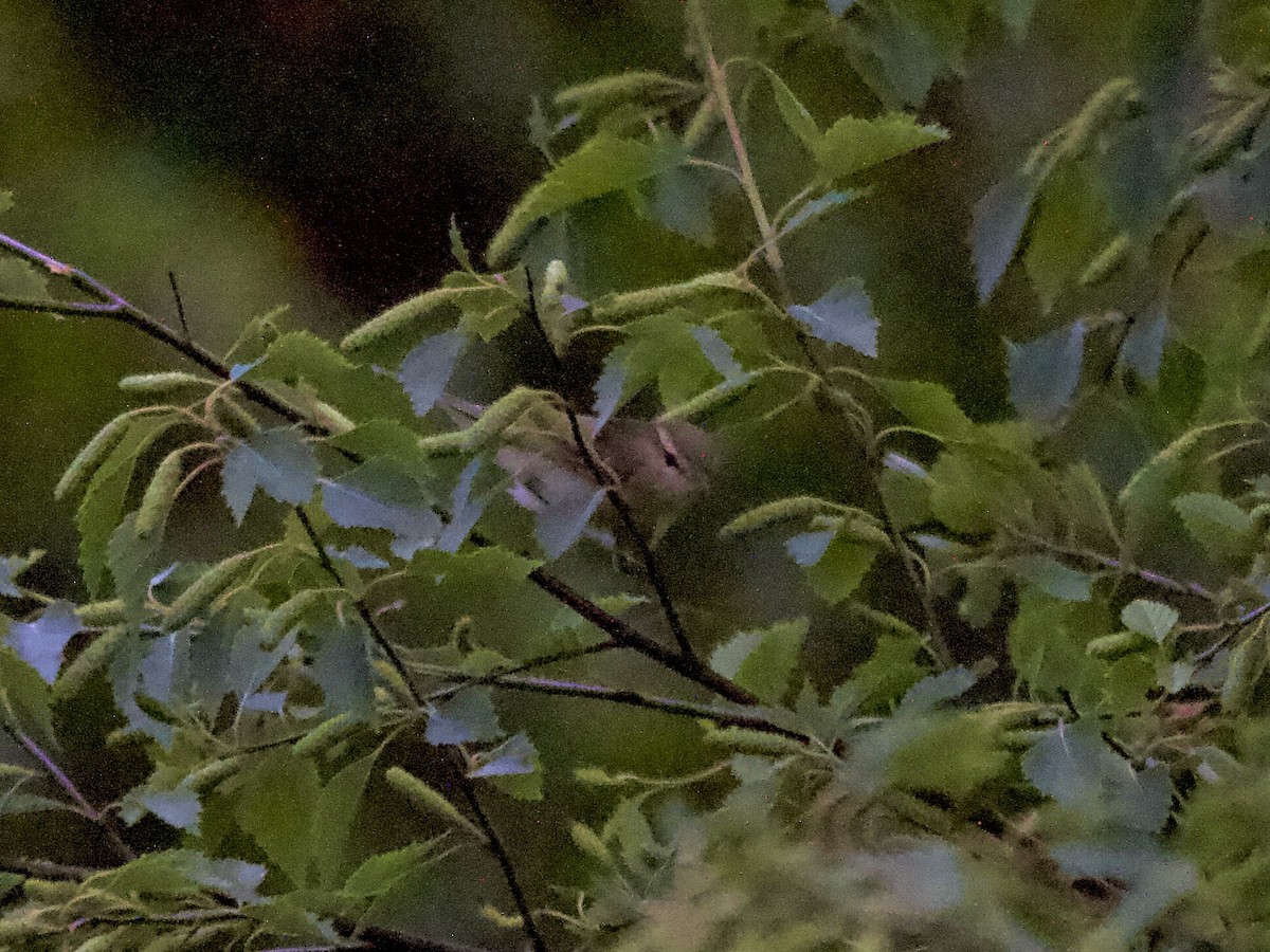 budníček zelený - ML647075356