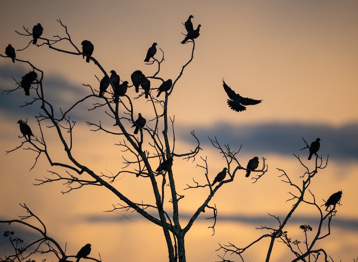 Red-billed Pigeon - ML647075358
