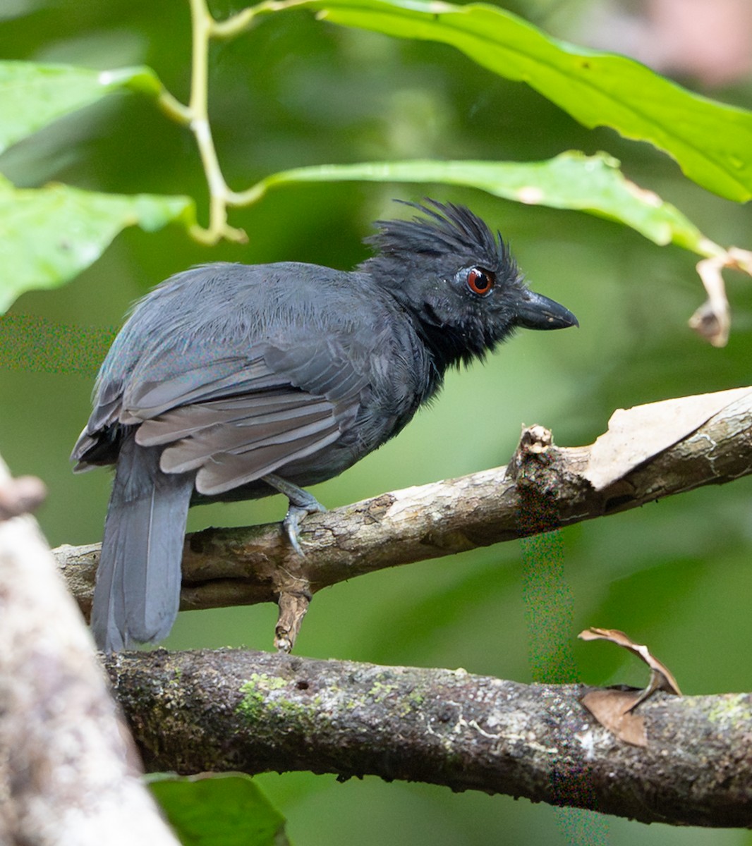 Schwarzkehl-Ameisenwürger - ML647075360