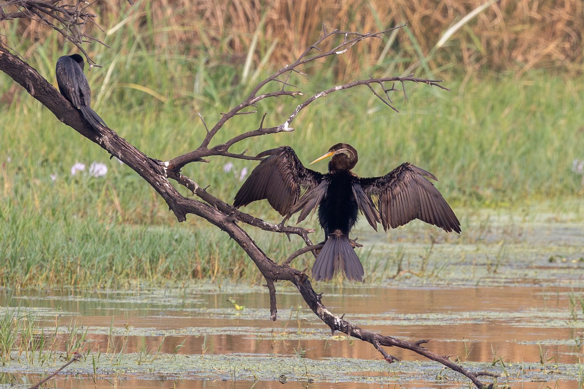 Doğu Yılanboyunu - ML647075364