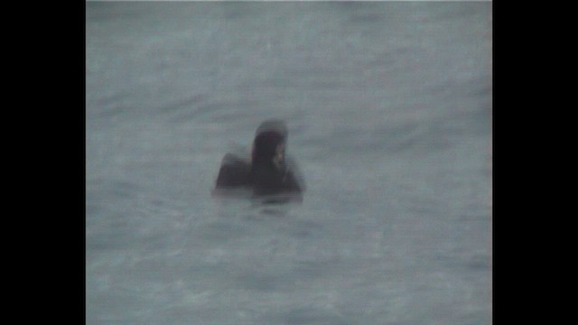 White-chinned Petrel - ML647075367