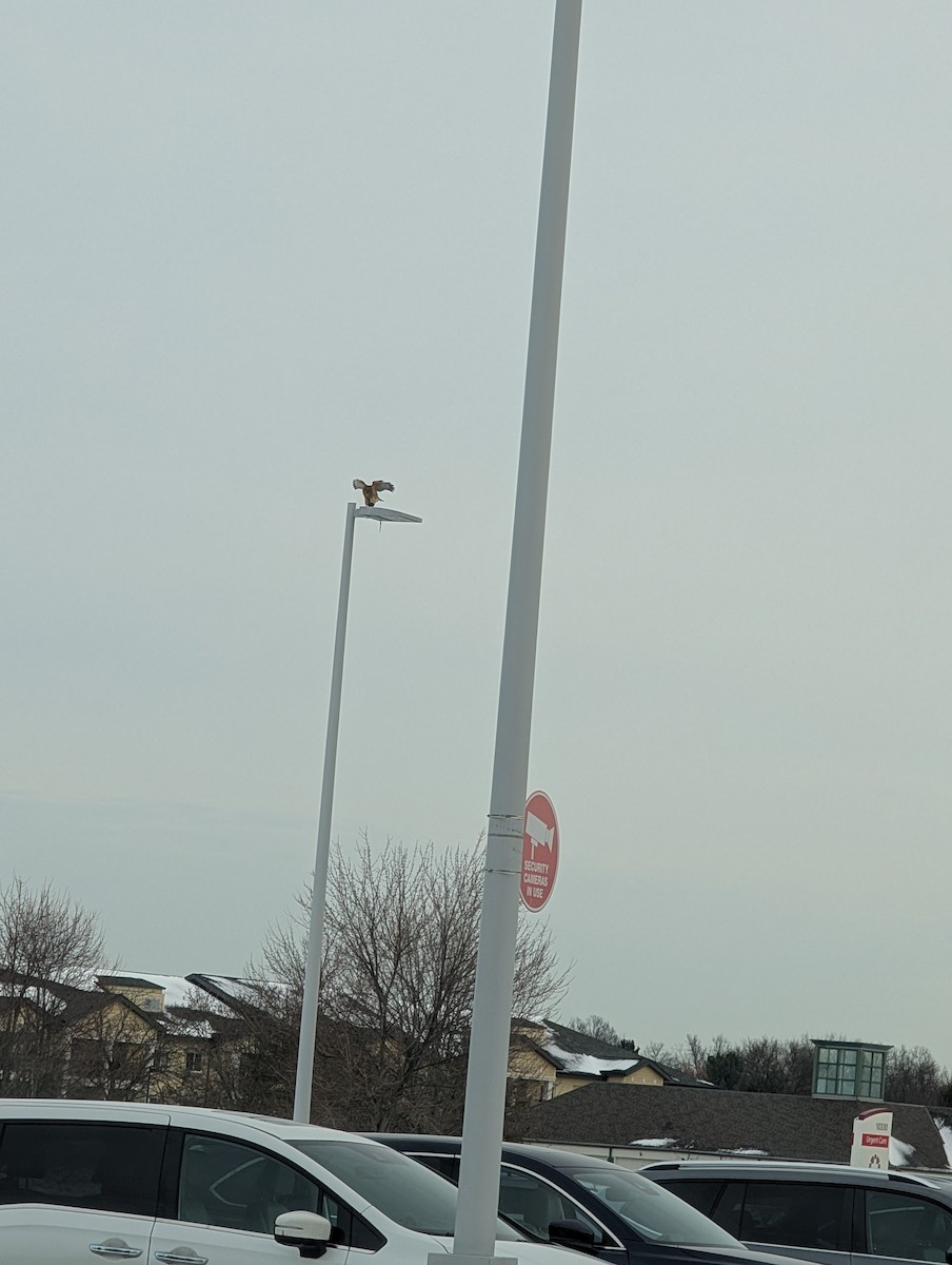 Red-shouldered Hawk - ML647075375