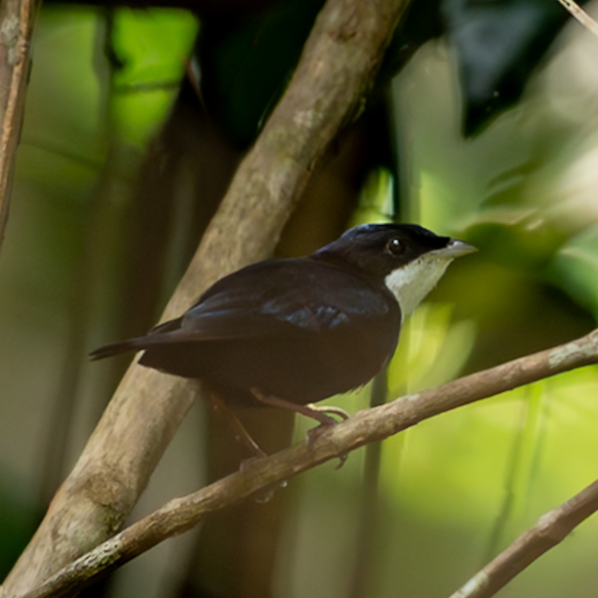 White-throated Manakin - ML647075379