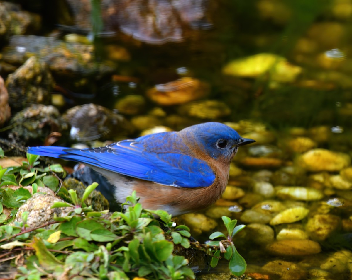 Eastern Bluebird - ML647075380