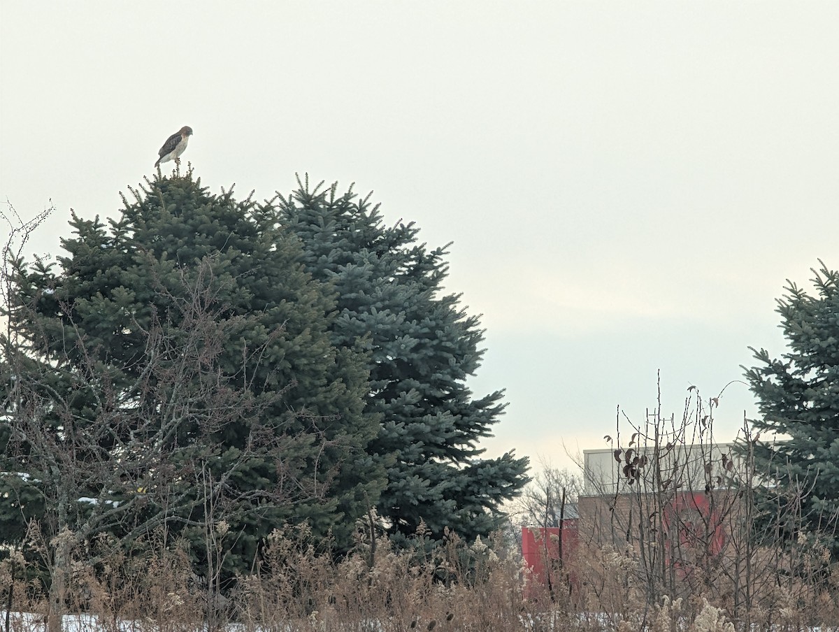Red-tailed Hawk (borealis) - ML647075381
