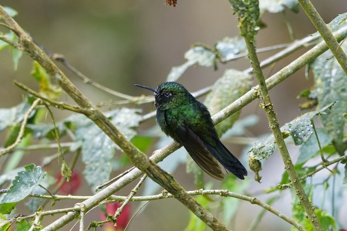 Tourmaline Sunangel - ML647075382