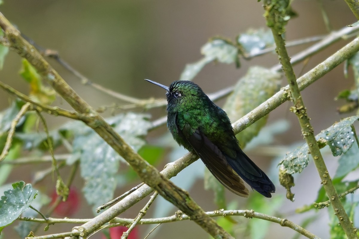 Tourmaline Sunangel - ML647075383