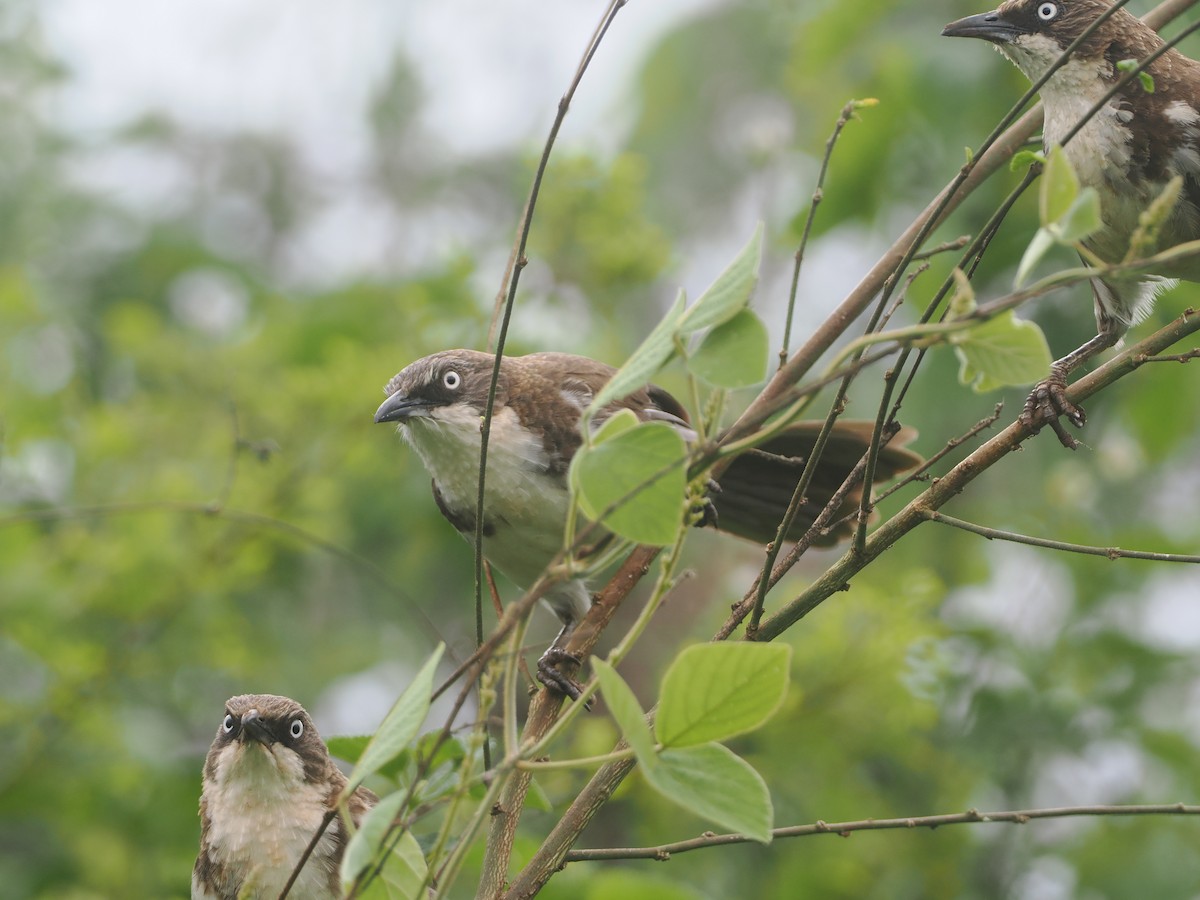 Northern Pied-Babbler - ML647075384